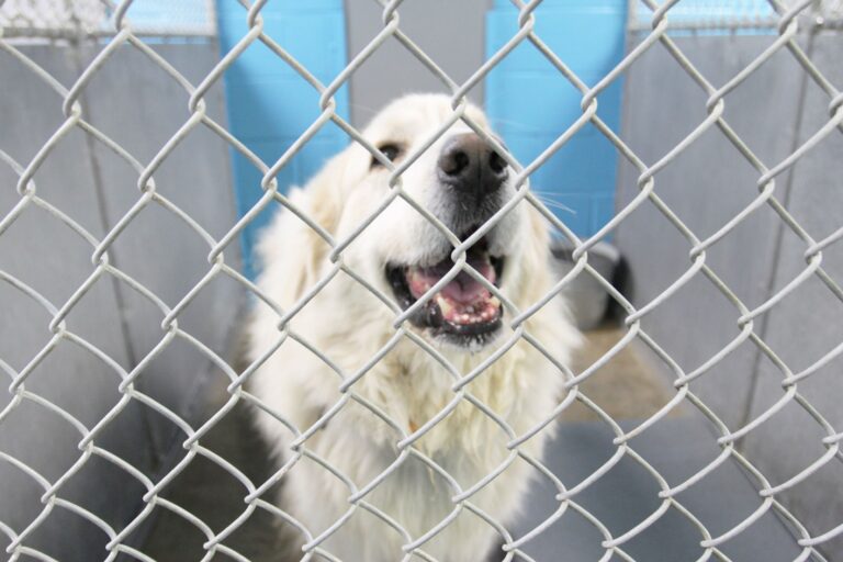 Hot Springs Animal Shelter